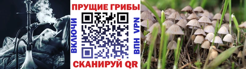 Псилоцибиновые грибы MAGIC MUSHROOMS  продажа наркотиков  мега ТОР  Углич 